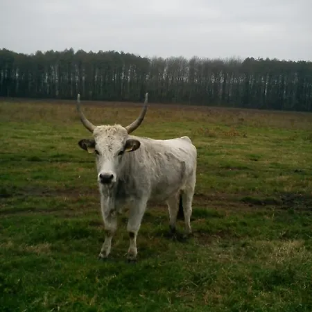 Дом отдыха Elisa