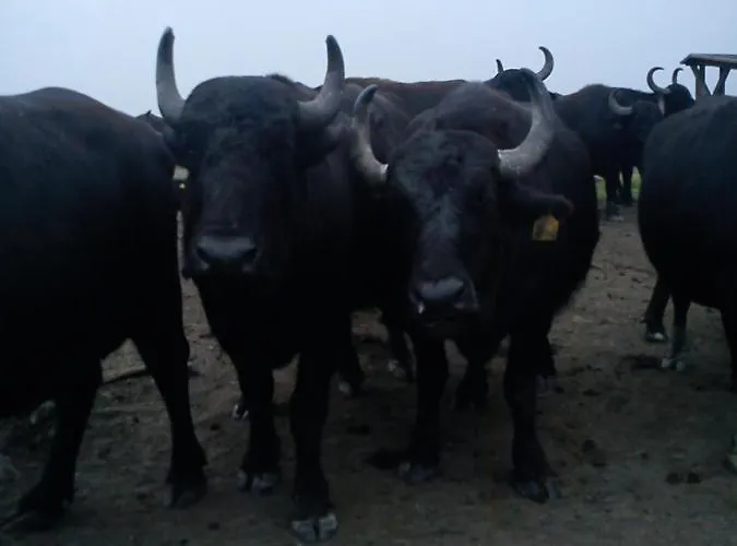 بيت للعطل Elisa